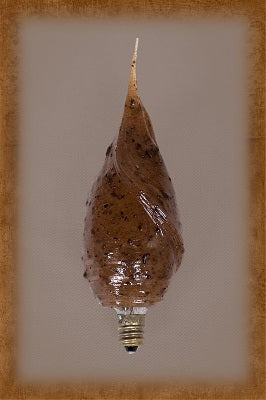 lg-sm cinnamon clove bulb